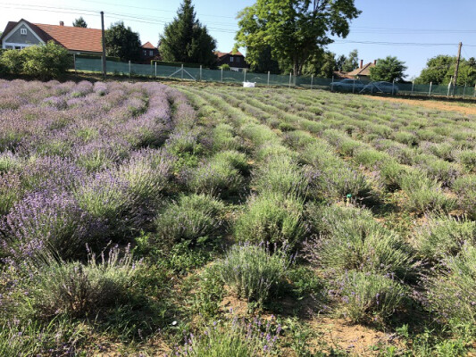 ÉnKertem - Lavender harvest