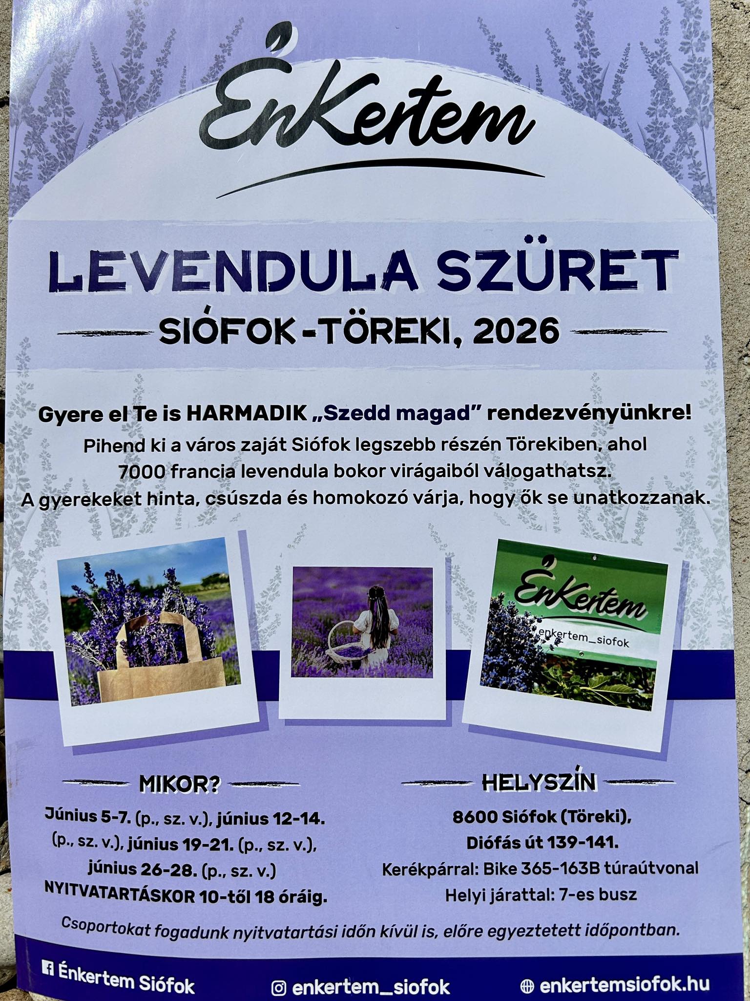 ÉnKertem – Lavendelernte