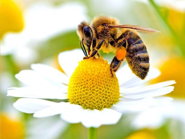 Méhek bejelentése, vándoroltatása