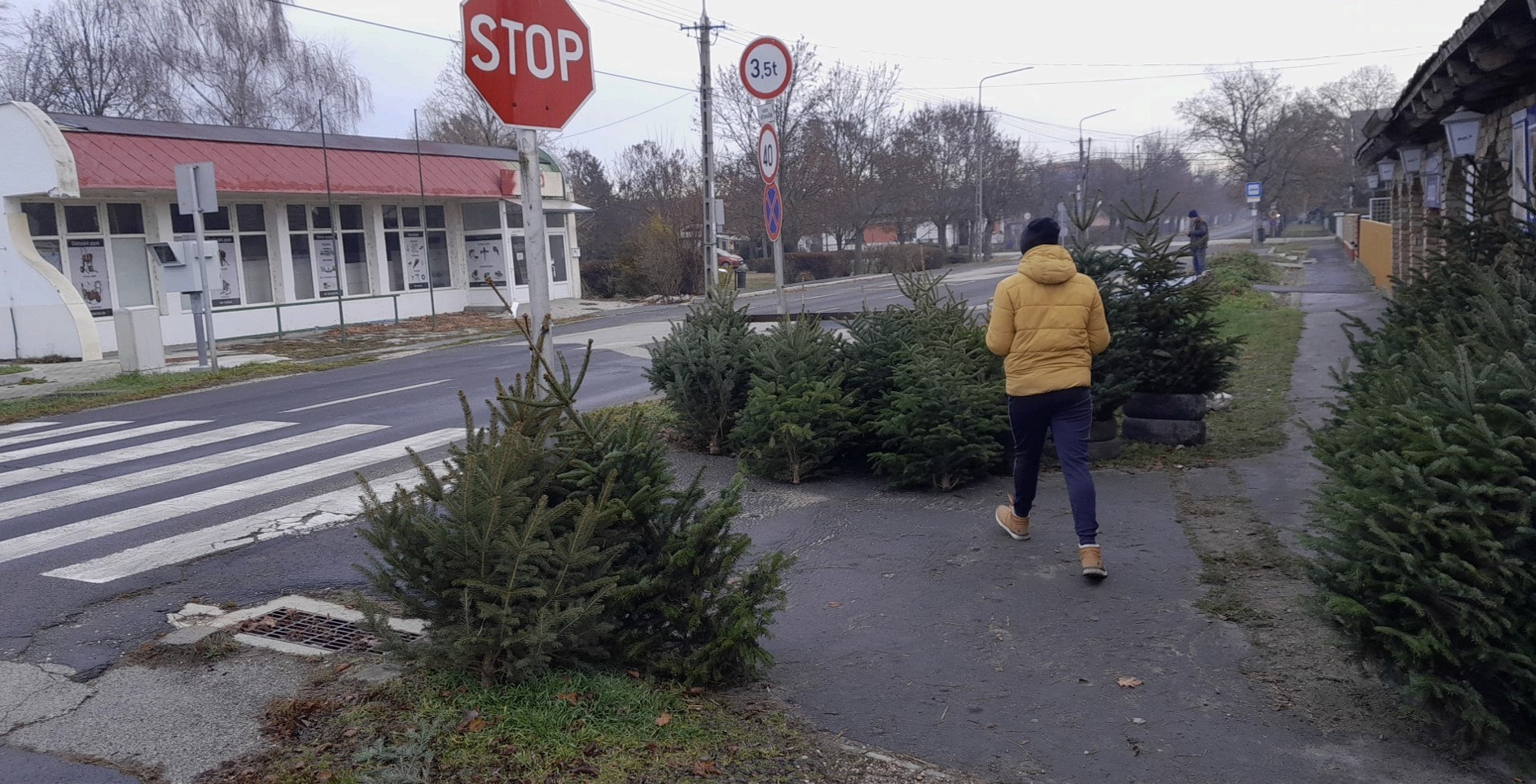 Illegális fenyőfa árusítás